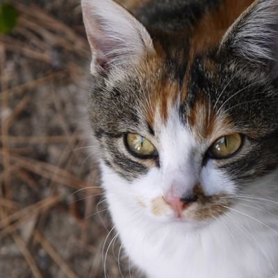 山口県萩市を拠点に猫の写真撮っています/自然体で個性が溢れる姿を撮ることが得意/見ると優しい気持ちになれる写真を目指してます/山口市、萩市で個展を開けるとこ探してます。何かあればDMまで。