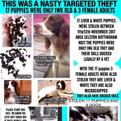 We are the #stolenselstonspaniels taken 11/11/17 Rosie, Stella & Lady with 17 ONE week old puppies https://t.co/pkJO0Gl7hf