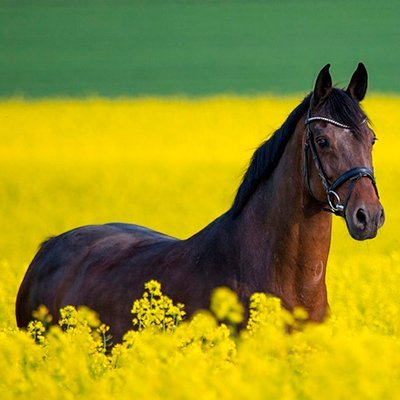 Fournisseur d'abris pour chevaux de qualité - Devis 100 % Gratuit ! 🐴 #cheval #poney #equitation #cavalier