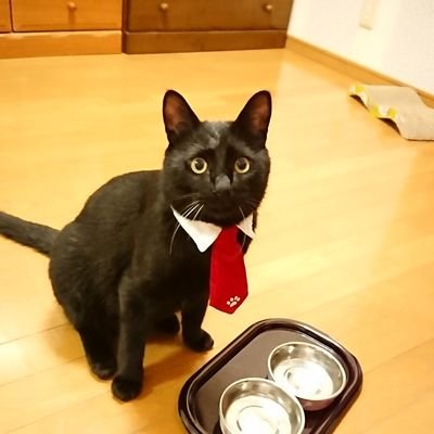 ねこ好きのちよと申します。
ねこを中心に自然+かわいいモチーフのレジンアクセサリーを作っています。その他モチーフもチャレンジ中
ご質問やご要望はお気軽にご連絡ください！！minneにて販売中♪
資格：色彩検定2級