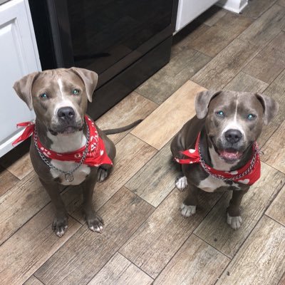 PanelliRobert's profile picture. 