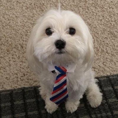 Louis is a 3 year old Maltese who loves to learn new things and meet new people.