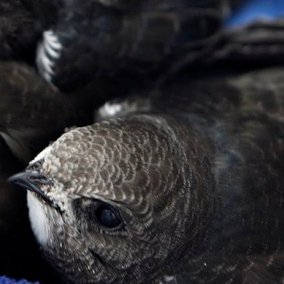 Helping Hackney's swifts through nest boxes, awareness and advice. For urgent advice, please refer to https://t.co/jY4i9gs3a7. 
Email hackneyswifts@gmail.com