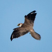 Anders(@NYNYbirder) 's Twitter Profile Photo