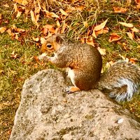 Tracy Battensby Ⓥ 𓃟 🐾 🦀🐿🐓🐄🐷🐑🐟💙 (@tracybattensby) 's Twitter Profile Photo