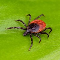 Mainely Ticks (@mainelyt) 's Twitter Profile