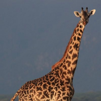 codwoogs's profile picture. it’s @scranchx I got banned for 12 hours