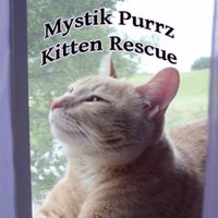 Sandra Andrews - @MystikPurrz Twitter Profile Photo