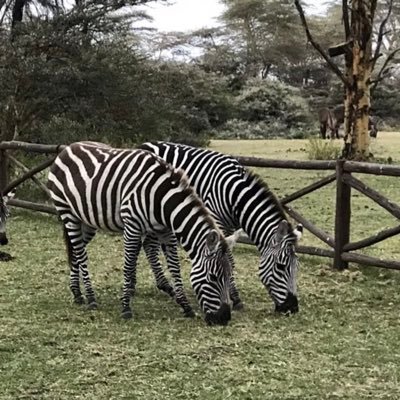 smemon6's profile picture. 