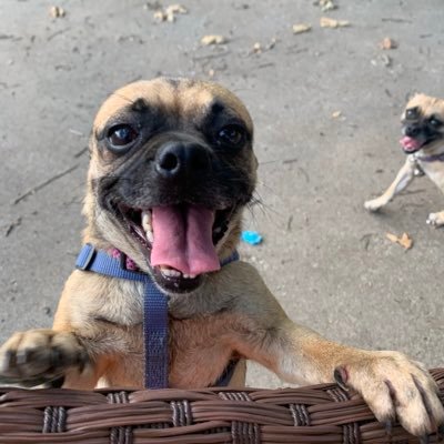 Mother of 3 & also 2 pugs. I’m a proud supporter of Twitter Philanthropy! Peace and love.