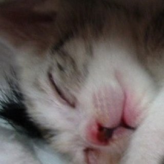 rin0917's profile picture. 「人生ムダツモなし」を座右の銘とし、何事も浅く広く。😽娘は2017年11月9日に虹の橋を渡りました。それからNNNの手引きにより黒猫🐈‍⬛とキジ白🐈が家にやってきました。