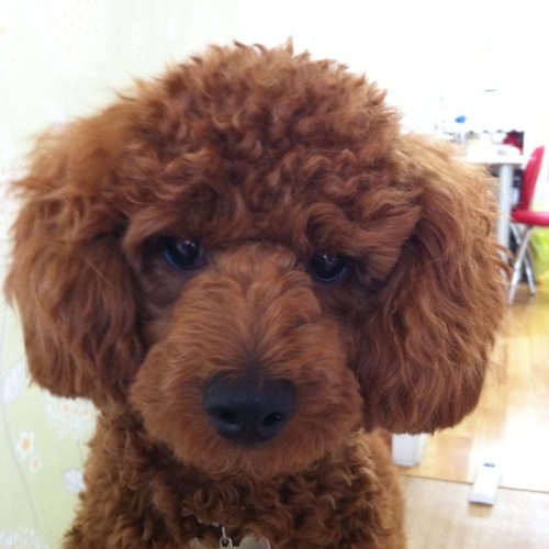 he2dong's profile picture. 영상제작/e-leaning/SK와이번스/사회인야구/수초어항/토이푸들/아이폰/MacPro/서서갈비/누룽지탕/심각하게 살지않아요~