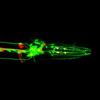 Michael Francis Lab (@francislab4) 's Twitter Profile Photo Michael Francis Lab (@francislab4) 's Twitter Profile Photo