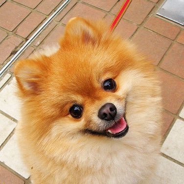 地獄のわんちゃんさんのプロフィール画像