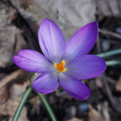 SofusKollman's profile picture. 