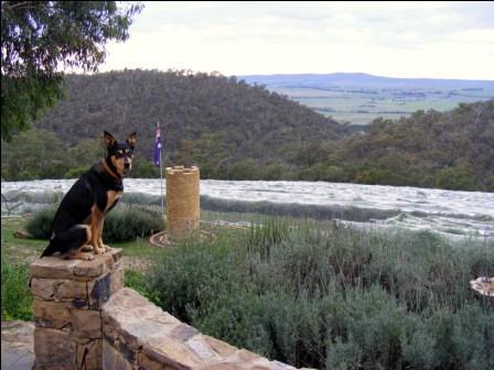 ContiWineDog's profile picture. I'm Director of Pest Control at Domaine Rogha Crois, an artisan wine producer specialising in super premium estate-grown pinot noir, pinot gris and cab franc