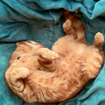 🏳️‍🌈 ActivistCats 🏳️‍⚧️さんのプロフィール画像