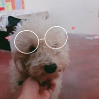 Neko Mari (@nekomari10) 's Twitter Profile