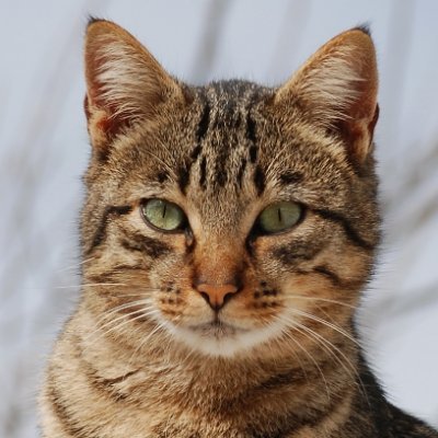 ImmigratReform's profile picture. 