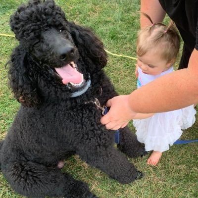 Phoenix19388052's profile picture. Mom says I’m a Poodle with personality.  I love getting into stuff and having adventures.  I love rolling in mud too. Follow me on IG at rise_like_a_phoenix7