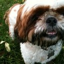 kellie Kane - @milliemollies - Twitter