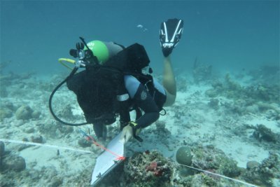 MarineGouezo's profile picture. Coral reef ecologist 🤿🪸🐠 with main interests in recovery and restoration research