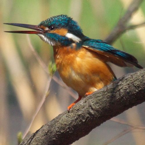 東京都在住。野鳥+αについてつぶやき中。 鳥分の高い人とニュース系を中心にフォロー中。フォロー返しするとは限りませんので、ご容赦下さい。
ブルースカイも始めました。https://t.co/EaBADTVWk1