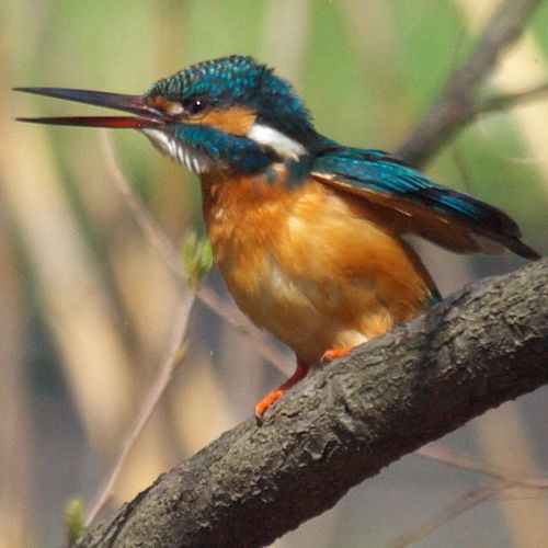 東京都在住。野鳥+αについてつぶやき中。行き先がほぼ都内限定でライフリストがなかなか増えないのが悩み。 鳥分の高い人とニュース系を中心にフォロー中。フォロー返しするとは限りませんので、ご容赦下さい。訳あって鍵アカはブロック中。 since Aug.2009