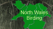 Visit the North Wales Birding Forum for all the latest sightings in the area. All are welcome (and it's free!)