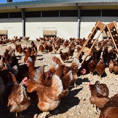 Cooperativa Agraria fundada en 1963, en Sariñena, de la mano de un grupo de 119 entusiastas Socios, que apostaron decididamente por la revolución en el Campo.