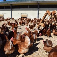 Los Monegros Coop. (@losmonegroscoop) 's Twitter Profile