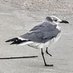 Dr. Peg Leg Gull (@CJ21969711) Twitter profile photo