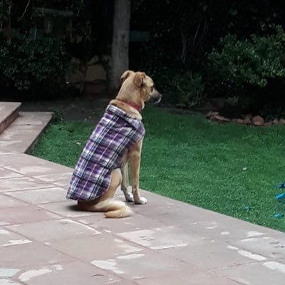 IntrovertidaF's profile picture. 