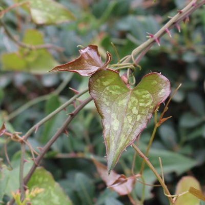 thepythianseed's profile picture. Greek myth, magic, and plant lore. Stories ripe with Eros & deeply rooted in Mediterranean soil.