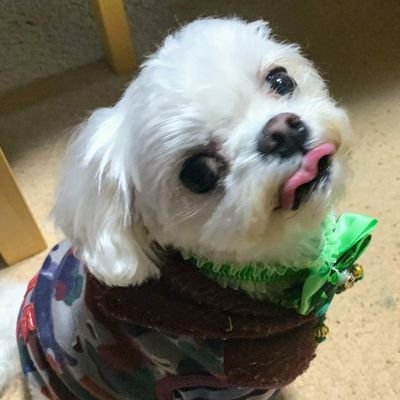 ぽてまるまるさんのプロフィール画像
