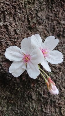 oteL9YKhZnnlDvs's profile picture. 国語/働き方/読書家の時間/二児の母/ワーママ/キラキラしたもの好きです