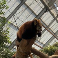 らーとむ (@vmrk5) 's Twitter Profile