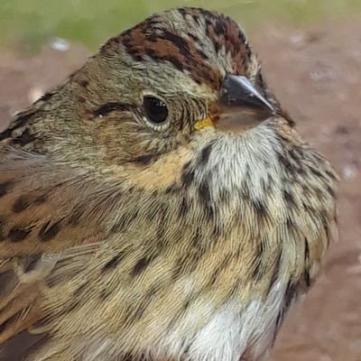 Bird research in action on Cape Cod @wbws @USFWSRefuges