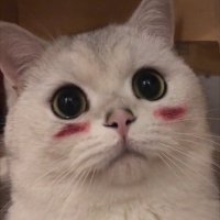 cc (@pg5a11) 's Twitter Profile
