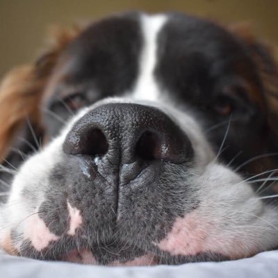 Three-year-old St. Bernard therapy dog