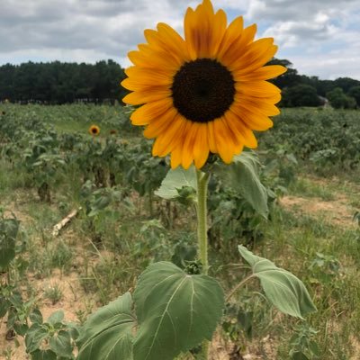 CobleMomma's profile picture. 