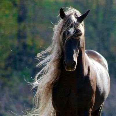 horselovers01's profile picture. We work every day to give our fans enthusiastic Videos and Photos and the best information about their Horses.
🔸If you love horses too then be sure to Follow ⬆