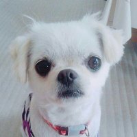まめ吉 (@mamekichi0416) 's Twitter Profile