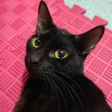 denevee's profile picture. CatwomanOtaku