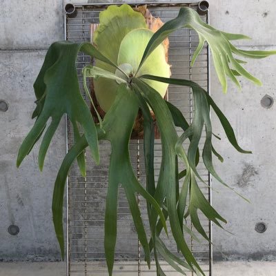名もなきビカクシダ 愛知県で植物のイベント欲しい シダ系の 植物イベント 名もなきビカクシダ 愛知県で植物のイベント欲しい シダ系の 植物イベント
