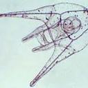 Marc Lorenzo - @fumelcamp - Twitter