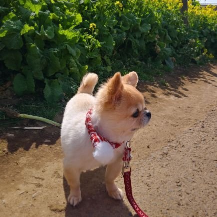 monsanmisheru45's profile picture. 🎼.•*¨*•.¸¸♬🎶