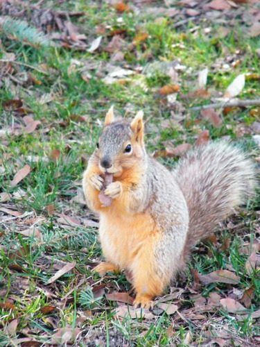 squirrelqueen1's profile picture. 