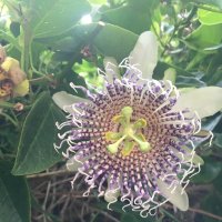 Maria Rosa Domingo Sananes (@blackpassiflora) 's Twitter Profile