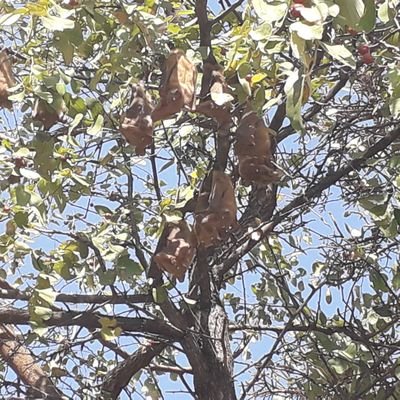 zimboy23's profile picture. paivepo #dzepfunde